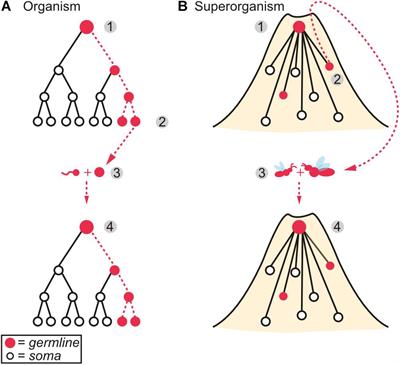 Superorganism Immunity: A Major Transition in Immune System Evolution